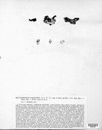 Sclerotium compactum image